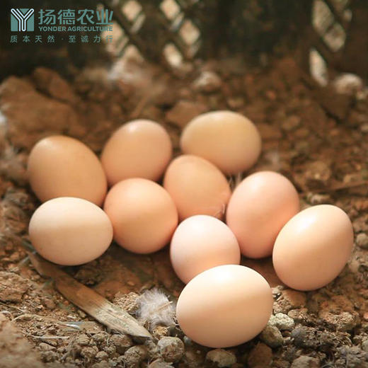 【爆品需排队，预计2天左右发货】扬德林下土鸡蛋 商品图4