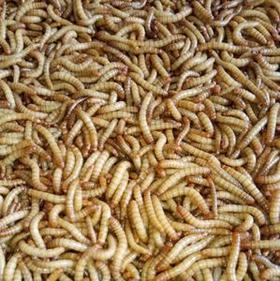 仓鼠自用面包虫