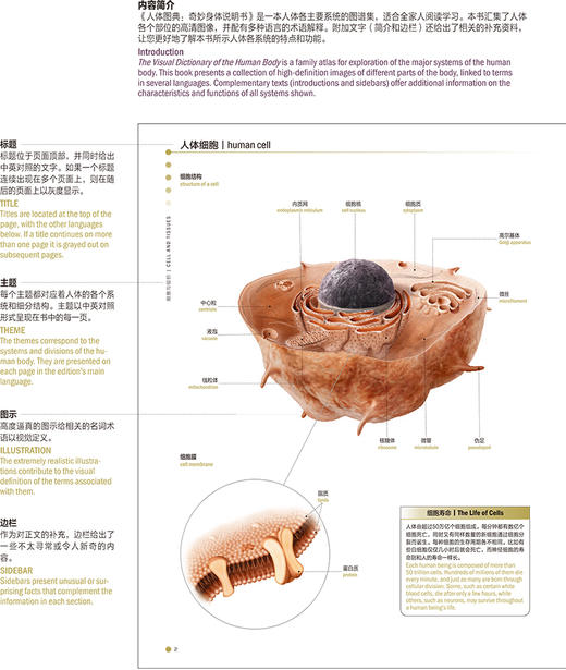 人体图典 奇妙身体说明书The Visual Dictionary Of The Human Body 王卫明 李箭 人体系统图谱人民卫生出版社9787117325080 商品图2