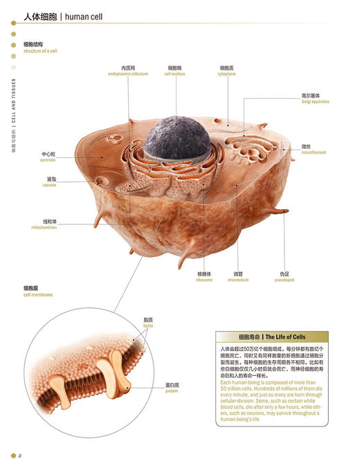 人体图典 奇妙身体说明书The Visual Dictionary Of The Human Body 王卫明 李箭 人体系统图谱人民卫生出版社9787117325080 商品图4