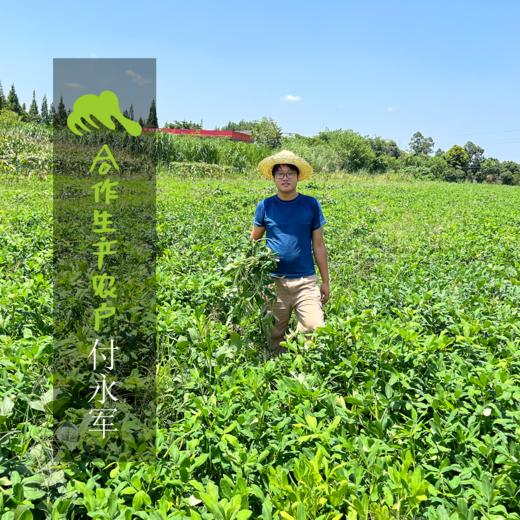 生态西芹 |合作生产* Ecological Cauliflower | Coproduction 商品图1