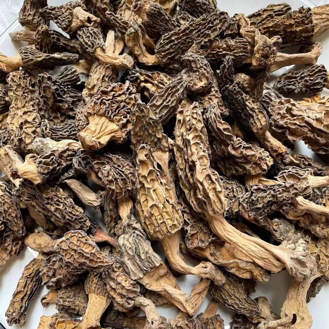 野生羊肚菌 | 干货