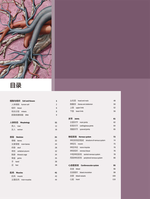 人体图典 奇妙身体说明书The Visual Dictionary Of The Human Body 王卫明 李箭 人体系统图谱人民卫生出版社9787117325080 商品图3