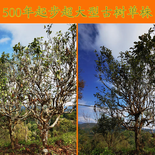 【15:00限时回馈】【震撼品！】【冰岛坝歪-大单株！】喝到茶气爆棚，香气饱满，滋味足足！冰糖甜进心眼里！高端款！ 商品图2