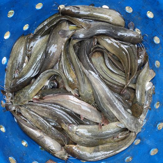 生态塘鲺 | 合作生产*Eco-catfish | Coproduction 商品图2