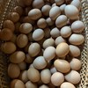 本地 散养土鸡蛋 （不吃饲料）（30枚） 商品缩略图8