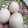 本地 散养土鸡蛋 （不吃饲料）（30枚） 商品缩略图7
