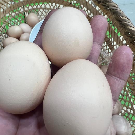 本地 散养土鸡蛋 （不吃饲料）（30枚） 商品图7