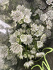【荷兰进口】星芹-白色 5枝/扎 商品缩略图5