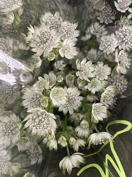 【荷兰进口】星芹-白色 5枝/扎 商品图5