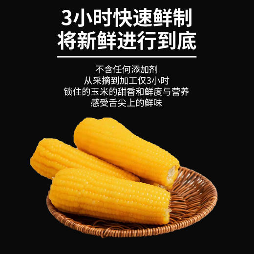 【内蒙古糯玉米】有黄白黑三种玉米可选！口感香甜软糯，好吃又营养！非转基因，热量低，饱腹的健康粗粮！农作物属于天然生长，个头大小会有不同！【NLT-J仓】 商品图2