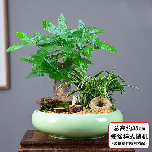 发财树小盆景-小型盆栽客厅中式艺术观赏桌面植物书房开业乔迁生日贺寿父亲节端午节商务送礼 商品图0