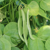 农家扁豆角 生态种植  每天现摘  口感鲜嫩   适合炒丝  豆角  400g 商品缩略图1