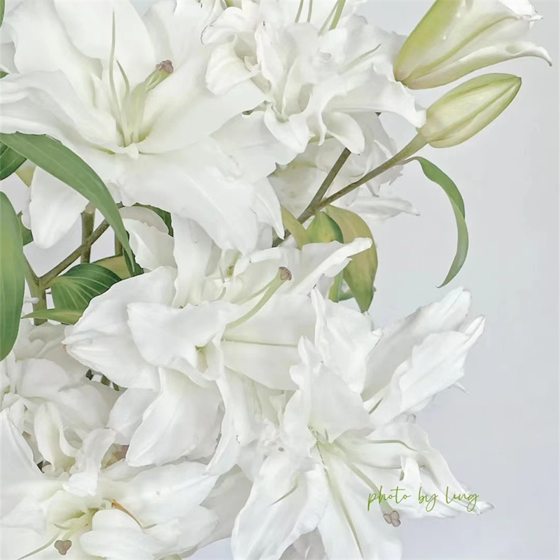 精品重瓣北极星百合鲜切花5支