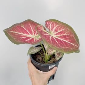 欢迎来到彩叶芋的世界~