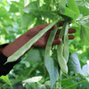 农家扁豆角 生态种植  每天现摘  口感鲜嫩   适合炒丝  豆角  400g 商品缩略图4