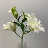 精品重瓣北极星百合鲜切花5支 商品缩略图4