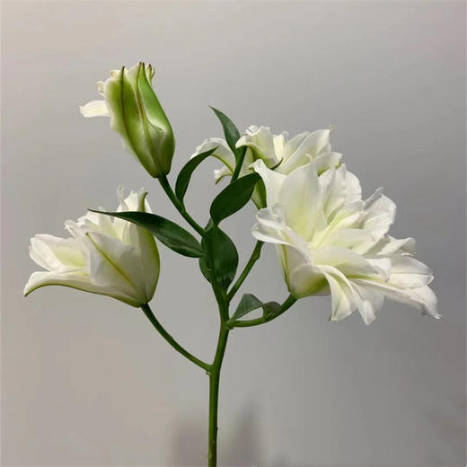 精品重瓣北极星百合鲜切花5支 商品图4