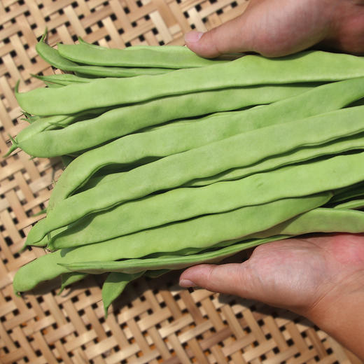 农家扁豆角 生态种植  每天现摘  口感鲜嫩   适合炒丝  豆角  400g 商品图2