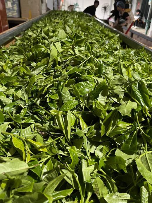 云南生晒红茶系列  分享一杯好茶 商品图6