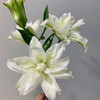 精品重瓣北极星百合鲜切花5支 商品缩略图3