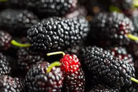 失眠，气虚？每天1杯桑葚原浆，补血美容抗衰老，原来这么简单！​