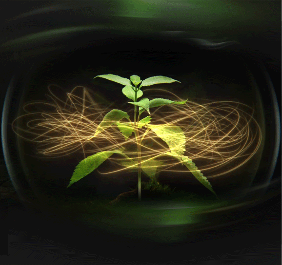 资生堂琉璃妆前乳丨臻萃入妆 愈妆愈高光