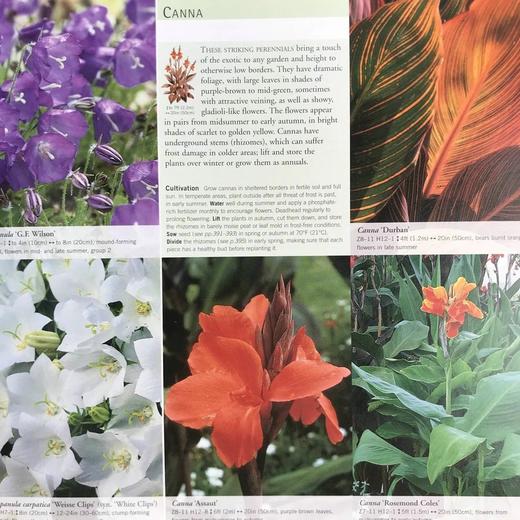 园林植物与花卉 数千幅彩色插图 精装16开 商品图8