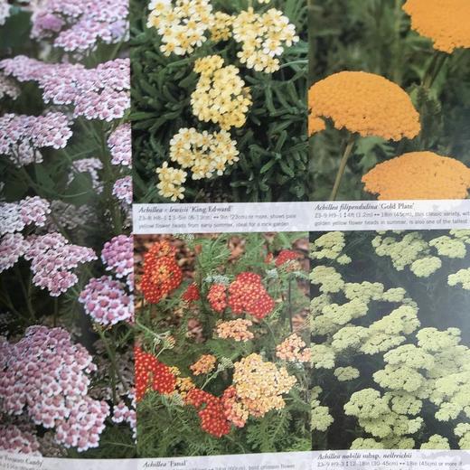 园林植物与花卉 数千幅彩色插图 精装16开 商品图11