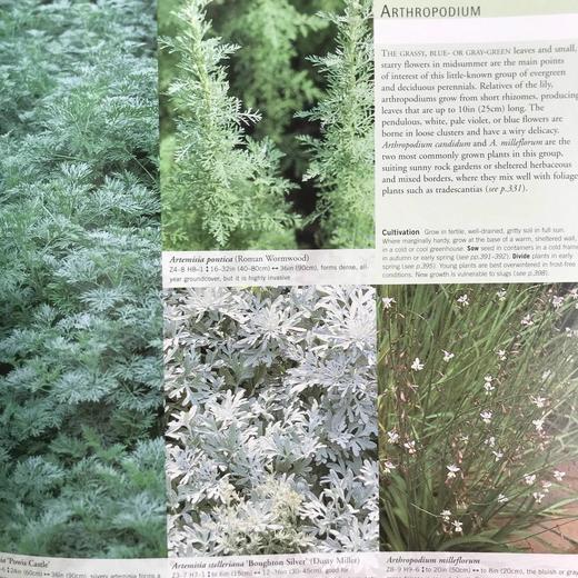 园林植物与花卉 数千幅彩色插图 精装16开 商品图10