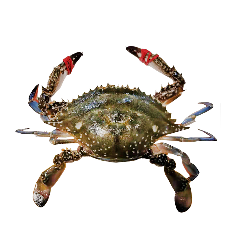 东港上黄儿母蟹  50%-60%左右，单只3-4两上下