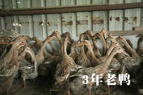 花间村散养3年生态老鸭全净膛（每只约1.5-2斤左右）