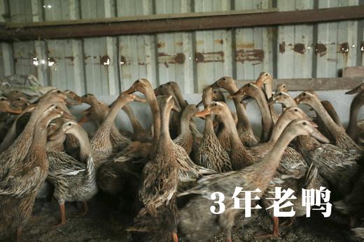 花间村散养3年生态老鸭全净膛（每只约1.5-2斤左右） 商品图0