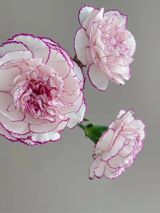 紫精灵康乃馨  5支 商品图1