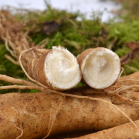 【果蔬精选】吉林长白山鲜人参 秋冬滋补不上火 切一片鲜参 炖一只鸡 一锅参汤 全家一参健康 苔藓保鲜发货