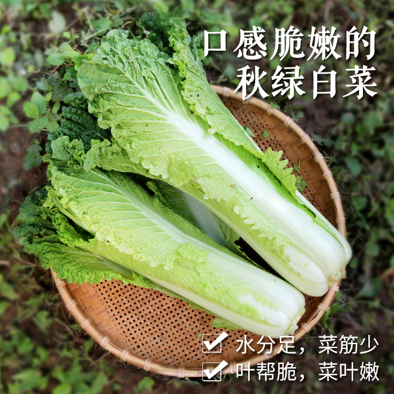 农家种植秋绿白菜  新鲜脆嫩  清甜爽口  水分充足 大白菜  2.5斤