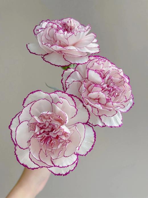 紫精灵康乃馨  5支 商品图0