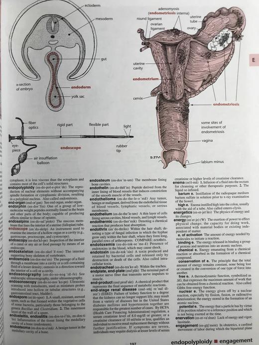 梅洛尼图解医学辞典 数千幅插图 精装16开 商品图10