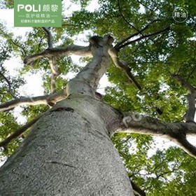 （巴拉圭）进口香脂木豆/香脂木精油原料