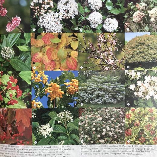 园林植物与花卉 数千幅彩色插图 精装16开 商品图13