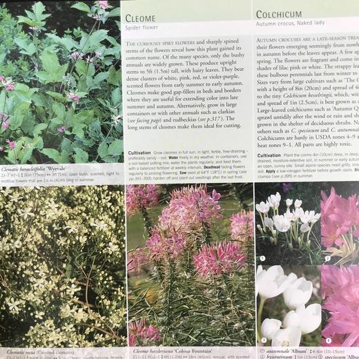 园林植物与花卉 数千幅彩色插图 精装16开 商品图7