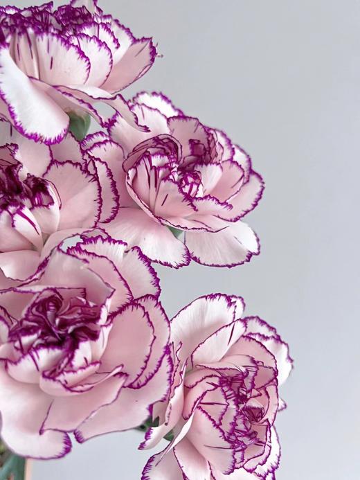 紫精灵康乃馨  5支 商品图2