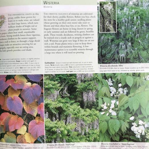 园林植物与花卉 数千幅彩色插图 精装16开 商品图12