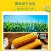 【推荐】东北软糯黄玉米礼盒装 商品缩略图2
