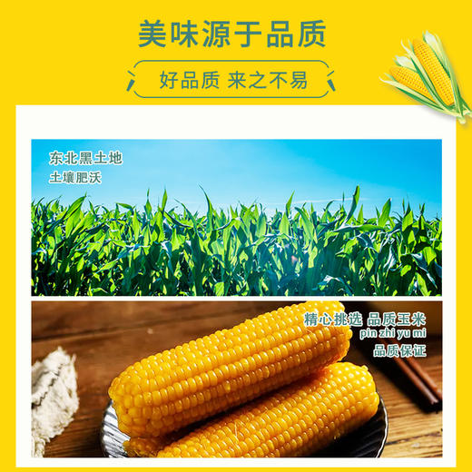 【推荐】东北软糯黄玉米礼盒装 商品图2