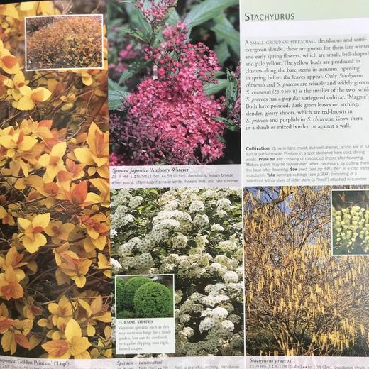 园林植物与花卉 数千幅彩色插图 精装16开 商品图14