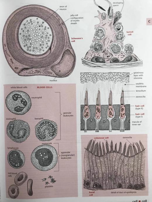 梅洛尼图解医学辞典 数千幅插图 精装16开 商品图13
