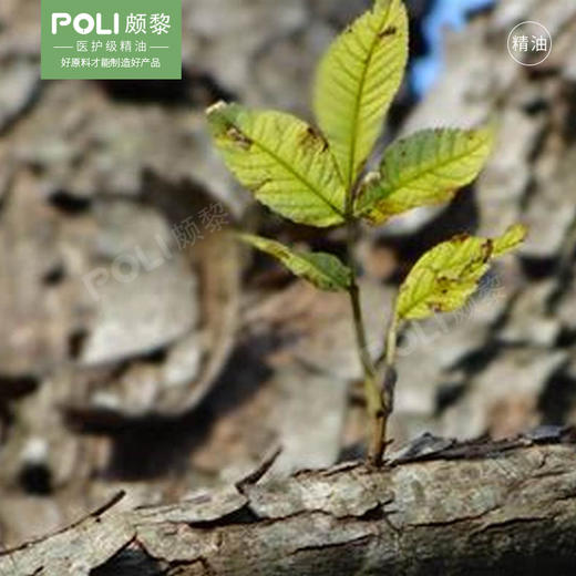 （巴拉圭）进口香脂木豆/香脂木精油原料 商品图1