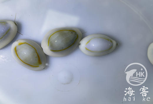 金环宝螺 商品图1