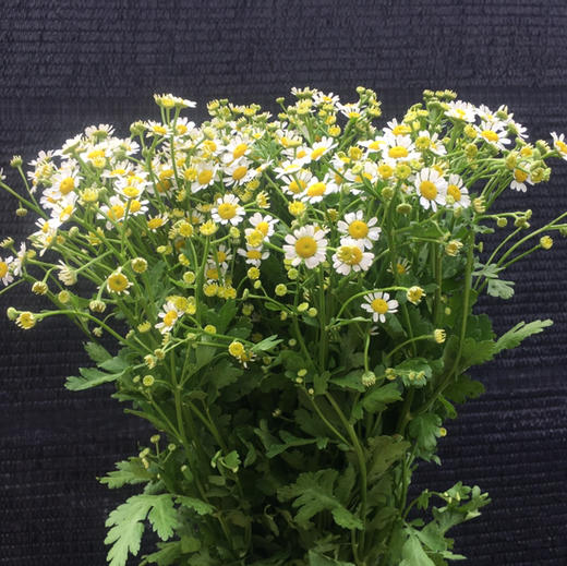 洋甘菊（活动品） 商品图1